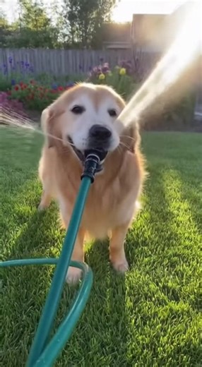 Dog vs Hose = Morning Splash Chaos! 😂💦🐶 💦☀️ A joyful backyard water explosion! A handheld smartphone clip captures a playful golden retriever grabbing a garden hose and shaking it wildly in a bright, sunlit backyard. Water sprays in every direction as the dog shakes its head with full excitement — and the morning sunlight turns each droplet into sparkling arcs and shimmering mist. The grass glows green, the flowers blur beautifully in the background, and the person filming laughs as the dog’