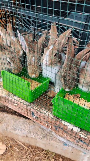 ‎ارنوبي Rabbit‎ on Instagram‎: "يوميات ارنوب يوم في حياة ارنوب #يوميات_ارنوب #ارانب #bunnylife #new #يوميات"‎