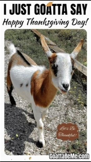 Happy Thanksgiving Goats | Cute Pets | #animallovers
