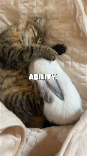 Cats: Secret Alien Spies? 👽🕵️‍♀️