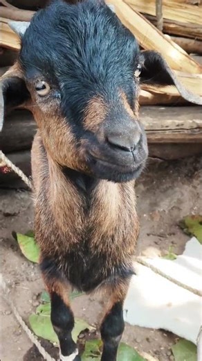 chote sarkar full moj me 😂😂 #comedy #funny #goat #viral