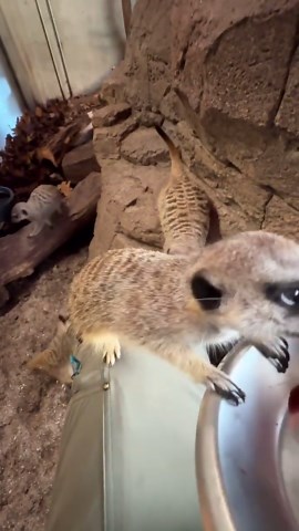 Curious Meerkats Investigate Their Human Visitor