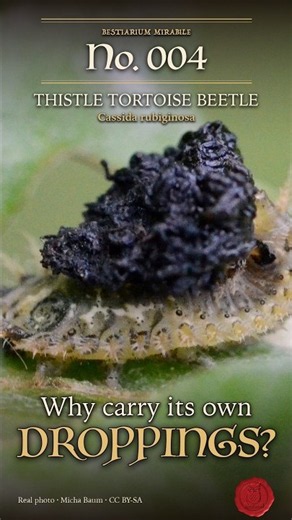 Why does this larva carry its own droppings?