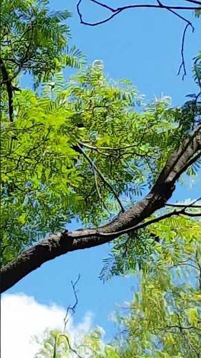 Great-Tailed Grackle - Courtship Posture
