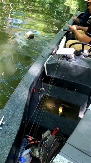 fishing for blue Gil with worms this guy bite... #youtubeshorts