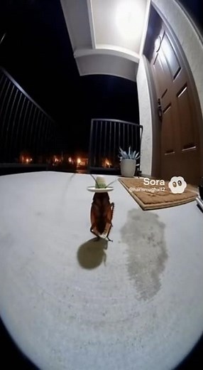 Cockroach Dancing video 😲 Realistic Ai generated Viral Video in Trending