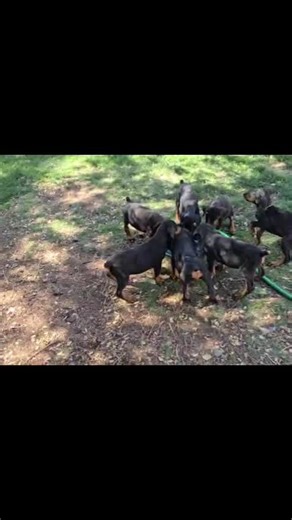 Adopt Doberman Puppies for Loving Homes Today!