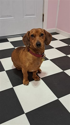 Spooky season at southern rose👻🎃 | Southern Rose Dog Salon