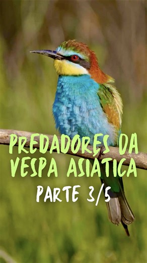 Predadores da Vespa Asiática: O Abelharuco