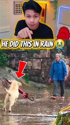 This Dog Ran Into the Rain to Help His Grandma 😭 #Kindness