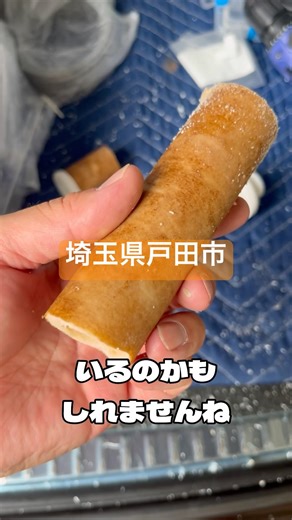 【第156回】 1年使った浄水器フィルターカートリッジの汚れチェック！埼玉県戸田市🇯🇵 #メンテナンス #分解 #汚れ #水道 #作業