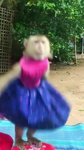 monkeyYAYA on TikTok