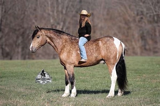 Denali - Fancy Trail Horse Deluxe 5 Yo Dapple Buckskin Paint/QH Gelding!