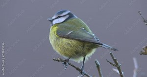 Cute Blue Tit bird on branch feathers blow in wind slow motion flying away close up