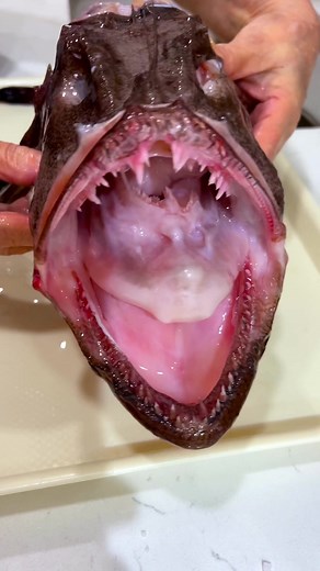 Spicy Braised Monkfish: A Korean Delicacy Explained