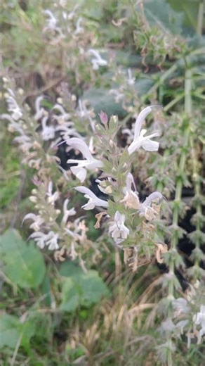 wild Flowers and plants in jungle #jungle #flowers #nature
