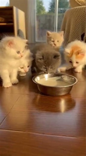 Beautiful Angora Cat!너무 예쁜 앙고라 고양이! 우아함과 긴 털의 여왕¡Hermoso Gato Angora!とても美しいアンゴラ猫！