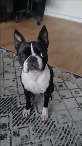 The Lazy Life of a Boston Terrier: Sleep, Sleep, Sleep! #doglife #dogvideos #funnydogs
