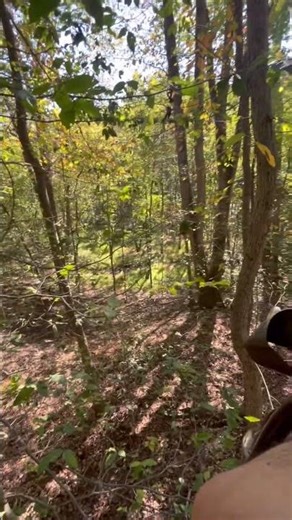 #trees #hunt #hunting #mathewsarchery #arrow #bowhunting #whitetail #deer #deerhunting #whitetail