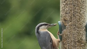 Eurasian Nuthatch (Sitta europaea) landing on a garden bird feeder and collecting sunflower seeds before flying back to the nest. April, Kent, UK [Slow motion x5]