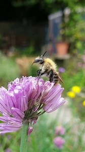 21K views · 541 reactions | Rate this bumblebee's cuteness out of 10  This super cute Common carder bumblebee was sent in by @thyme_for_nature | Bumblebee Conservation Trust | Facebook