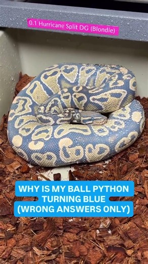 Why is my Ball Python turning BLUE💙 WRONG ANSWERS ONLY!