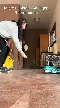 Pete micro mini/mini multigen bernedoodle #rockymtnbernedoodles #bernedoodlepuppy #puppy #cute