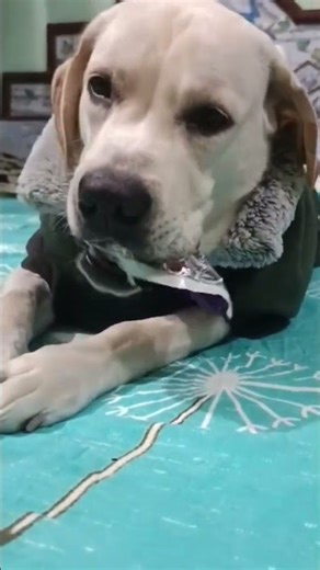 Omelette ka nahi… wrapper ka tahalka bana diya 😂🐶🔥#FunnyDog #PetComedy #DogShorts