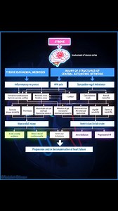 🧠 Acute stroke induces a complex neurocardiac syndrome via insular cortex disruption. Central autonomic network injury drives sympathetic surge, systemic inflammation, and metabolic stress—resulting in myocardial injury, arrhythmia, Takotsubo syndrome, or ACS. Understanding this heart-brain axis is critical for post-stroke cardiovascular risk mitigation. 🧠❤️⚡ Ref , European Journal of Heart Failure source (10.1002/ejhf.3071). #StrokeCardiology #Neurocardiology #HeartBrainAxis #AutonomicDysfunc