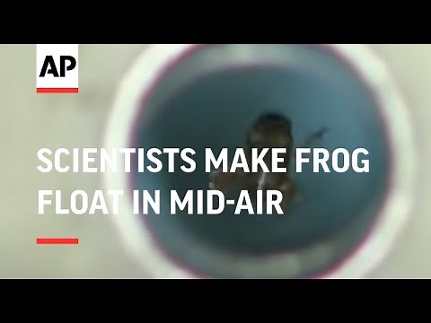 NETHERLANDS: BRITISH & DUTCH SCIENTISTS MAKE FROG FLOAT IN MID-AIR