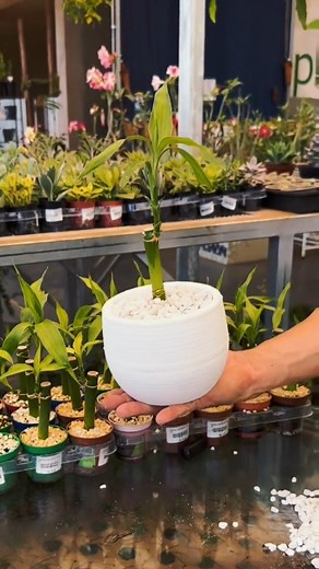 Bambu da Sorte, também conhecida como Dracaena Sanderiana, é uma planta bastante popular e apreciada por sua beleza e suposta capacidade de trazer boa sorte. Originária das regiões tropicais da África, essa planta de aspecto elegante e folhagem exuberante possui hastes finas e longas, cobertas por folhas verdes brilhantes, dispostas em forma de leque. Além de sua estética agradável, acredita-se que a Muda de Bambu da Sorte traga prosperidade, sorte e harmonia ao ambiente em que é cultivada. #pla
