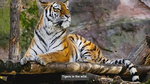 10 Remarkable Tiger Videos: Wild Encounters Caught on Camera