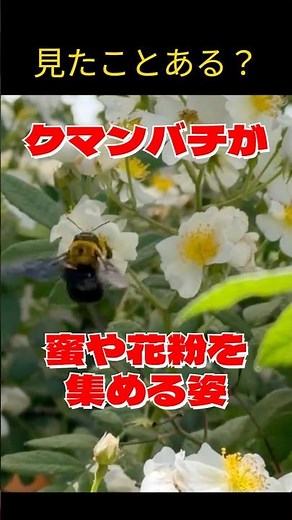 【見たことある？】蜜を集めるクマンバチ【昆虫】#昆虫 #youtubeショート #クマンバチ