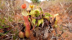Nepenthes Pitcher Flower. Tropical Plant Growing in Wild Nature Stock Footage - Video of flora, grow: 53266406