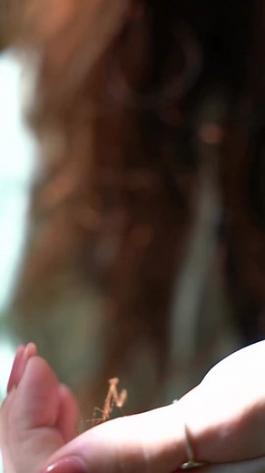 Be kind to bugs 🪲💚 #fyp #bug #insects #conservation #entomology #maya #mayahiga