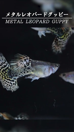 [Guppy Breed Guide #12] Variety: Metal Leopard Guppy