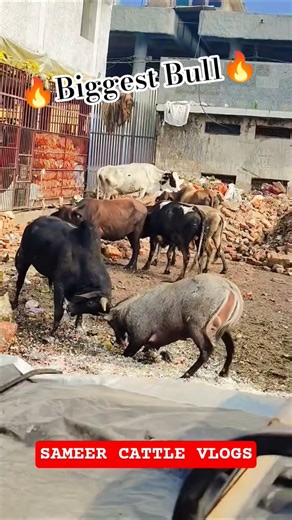 Very Angry😤 Bull🐂fight Delhi@SAMEERCATTLEVLOGS #cow #trending #foryou #trendingsongs#viral #bull#ox