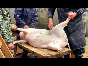 Catching, Slaughtering and Butchering Pigs in Rural Area: