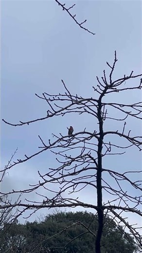 The most relaxing bird sound you'll hear this morning ❄️ #asmr #naturesounds #calming