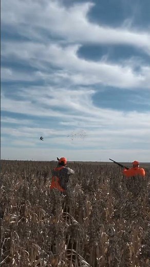 Pheasant Hunting - Chamberlain South Dakota - Wild Dakota