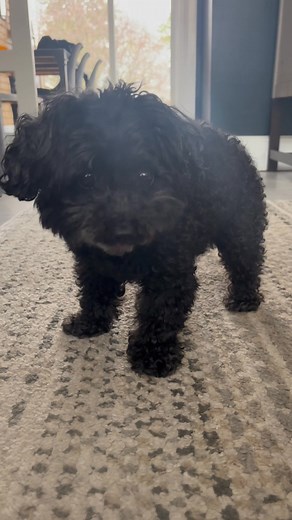 4.9K views · 75 reactions | Love and affection, garden let out and of course a few little treats to break up this gorgeous boys morning 殺❤️殺❤️ | Precious Paws Dog Care | Facebook