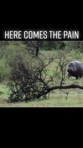 How Fast Can Hippos Run? Discover Their Top Speeds!