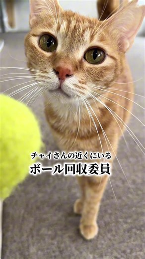 仲良くなれる保護猫カフェの魅力