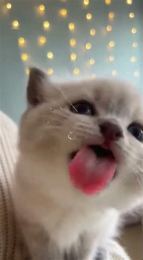 Let This Tiny Kitten Clean Your Display! #viral #cutecats #funnyanimals