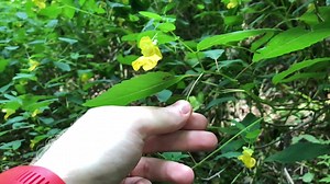 Explosive fruit? Also called "touch-me-not," pale jewelweed has seed pods that explode when touched, ejecting seeds several feet in the air in less than 5 milliseconds. Credit: Mason Heberling | Carnegie Museum of Natural History