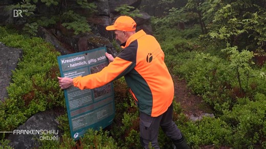 Giftig oder nicht: Welche Schlangen gibt es in Deutschland?