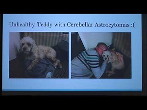 Neurological Disorders in Dogs (2018)