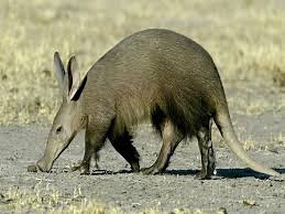 Fun Aardvark Facts for Kids