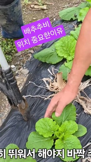 The reason why the location for topdressing cabbage is important is Kimjang cabbage, Goesan pickl...