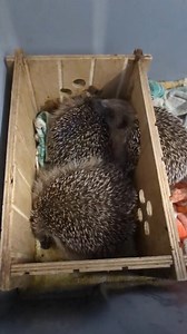 7.7K views · 236 reactions | 璉 14 hérissons en accueil au Centre de...